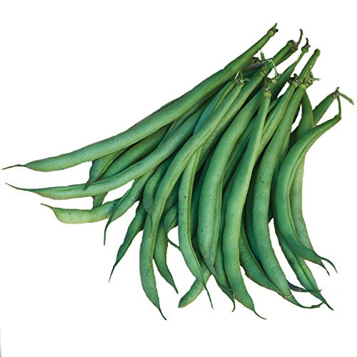 Burpee Filet Triumphe de Farcy Bush Bean Seeds 2 ounces of seed