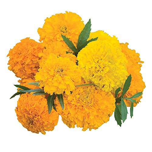 Burpee Sunset Giants Mix Marigold Seeds 300 seeds