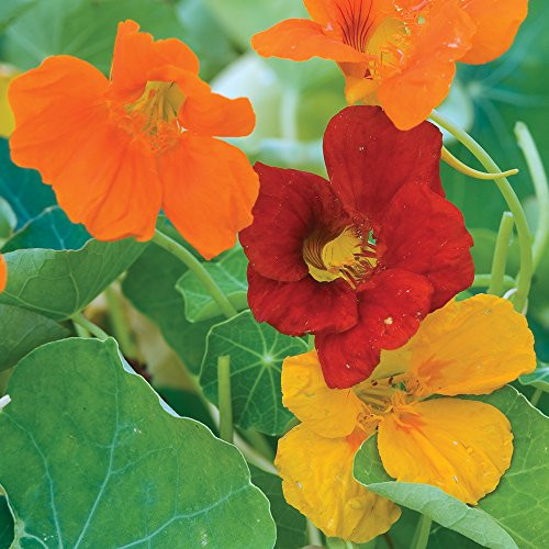 Burpee Double Gleam Mixed Colors Nasturtium Seeds 50 seeds