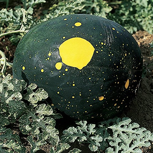 Burpee Moon & Stars Heirloom Organic Watermelon Seeds 35 seeds