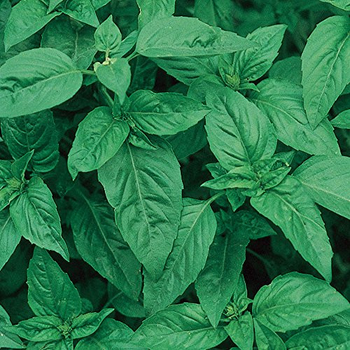 Burpee Sweet  Basil Seeds 500 seeds