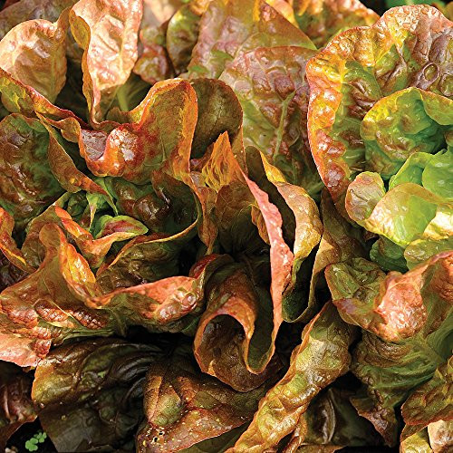 Burpee Four Seasons Organic Lettuce Seeds 915 seeds