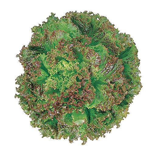 Burpee Prizeleaf Lettuce Seeds 500 seeds