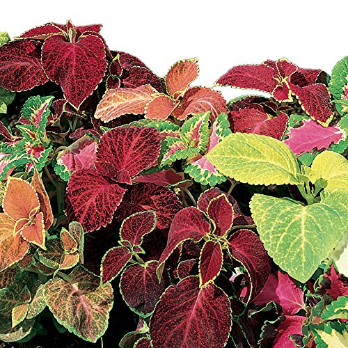 Burpee Wizard Mixed Colors Coleus Seeds 100 seeds Burpee Wizard Mixed Colors Coleus Seeds 100 seeds