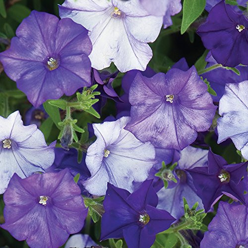 Burpee Shock Wave Denim Petunia Seeds 10 seeds