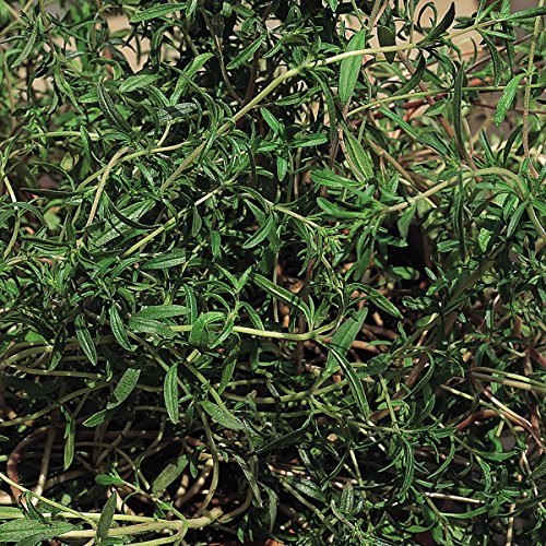 Burpee Summer Savory Seeds 900 seeds