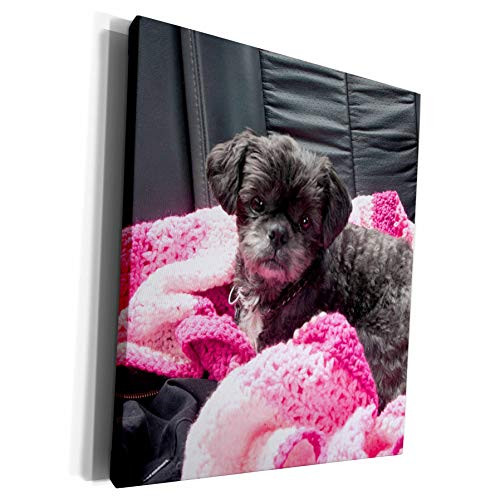 3dRose Jos Fauxtographee- Shih Tzu Llassappso Black - A sweet black doggie on a pink blanket in back seat of car - Museum Grade Canvas Wrap (cw_290448_1)
