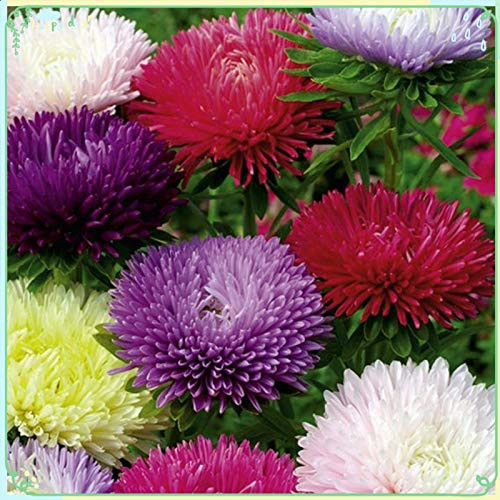 Rare Flower Plant Seeds 200plus Aster Seeds - Tall Fraggle Mix Rare Flower Plant Seeds 200plus Aster Seeds - Tall Fraggle Mix