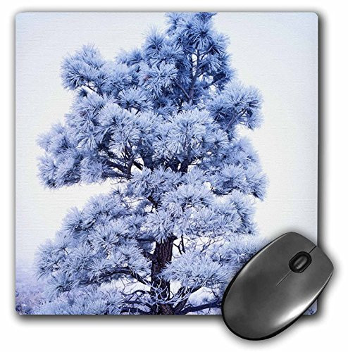 3dRose USA, California, Sierra Nevadas, Jeffrey Pine Tree Mouse Pad, 8" x 8" (mp_142608_1)