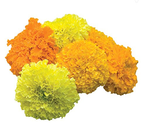 Burpee Climax Mixed Colors Hybrid Marigold Seeds 75 seeds