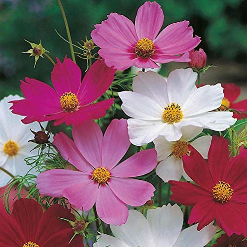 Mix Color Cosmos Flowers Seed (Cosmos bipinnatus) Home Garden Plants Mix Color Cosmos Flowers Seed (Cosmos bipinnatus) Home Garden Plants