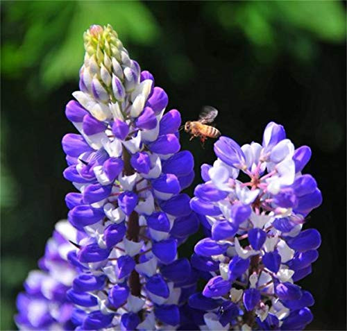 100plus Pcs Rare Colors Seeds Lupine Russell Strain Seeds Mixture Nice Garden Flower