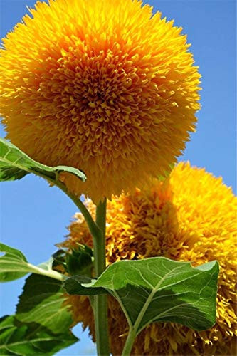 Sunflower Seeds 50/Pack (Helianthus annus) Flower Seeds (Teddy Bear Sunflower)