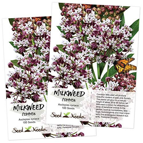 Seed Needs, Pink Common Milkweed Seeds for Planting (Asclepias syriaca) Twin Pack of 100 Seeds Each Untreated Seed Needs, Pink Common Milkweed Seeds for Planting (Asclepias syriaca) Twin Pack of 100 Seeds Each Untreated