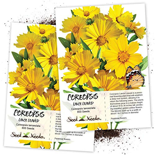800 Seeds, Coreopsis inchLance Leaved inch (Coreopsis lanceolata) Seeds by Seed Needs