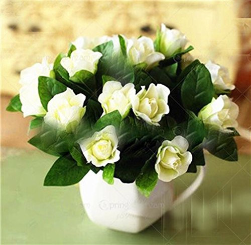 100 pcs/Bag Gardenia Seeds (Cape Jasmine) Amazing Smell  and  Beautiful Flower Seeds Tree Seeds for Home Garden Plant