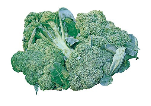Burpee di Ciccio Organic Broccoli Seeds 350 seeds