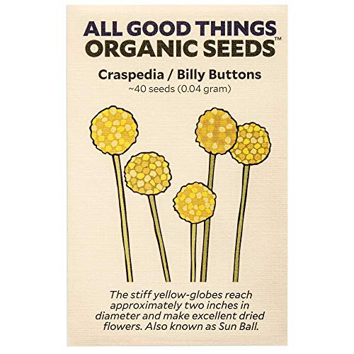 Craspedia Flower/Billy Button Seeds (~40): Certified Organic, Non-GMO, Heirloom, Open Pollinated Seeds from The United States