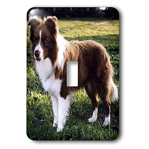 3dRose lsp_1262_1 Border Collie Tan and White Single Toggle Switch