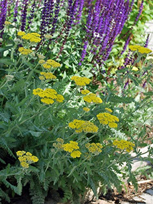 Perennial Farm Marketplace Achillea x 'Moonshine' (Yarrow) Perennial, 1 Quart, Lemon Yellow Flowers