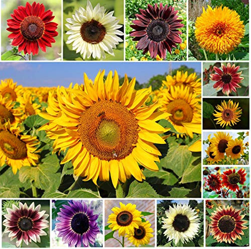 Mix Color Sunflower Seeds for Planting Outdoors (Helianthus annuus) Non-GMO Flower 100plus