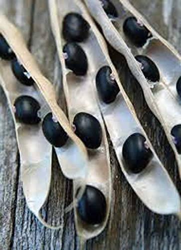 Bean Seed  Black Turtle Bush Bean  Heirloom  Non GMO  25 Seeds  Terrific Black Beans