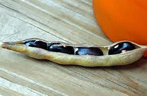 Bean Seed  Black Valentine  Heirloom  20 Seeds  Non GMO  Beans  Country Creek Acres