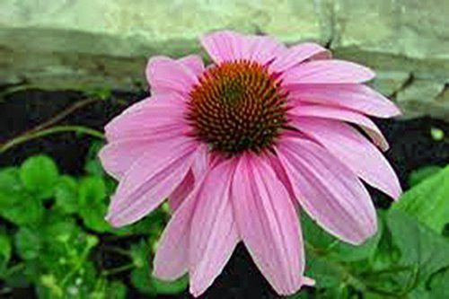 Purple Coneflowers 100Plus Seeds  Beautiful Purple Blooms Purple Coneflowers 100Plus Seeds  Beautiful Purple Blooms