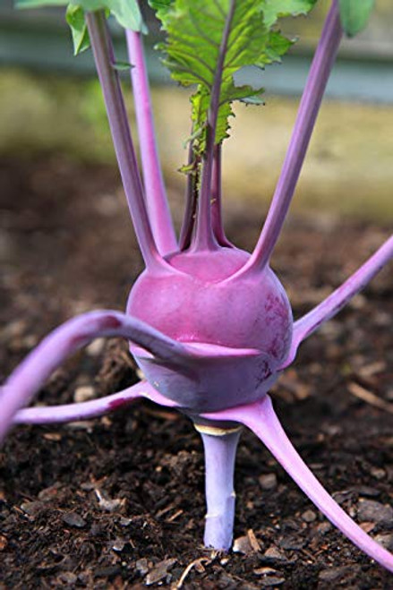 Kohlrabi Purple Vienna 150 Seeds Buy 2 Orders Get 1 Free Heirloom Microgreen 44 Kohlrabi Purple Vienna 150 Seeds Buy 2 Orders Get 1 Free Heirloom Microgreen 44