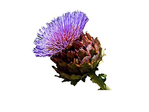 Purple Romagna Artichoke Seeds Rare Heirloom Edible Flower bin7  25 Seeds  or 2 Grams