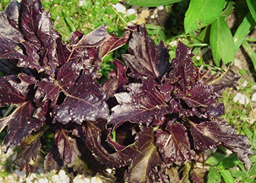 Purple Ruffles Basil Heirloom Non-GMO Herb Seeds by Zellajake  150 Seeds  1 4 Gram .bin196