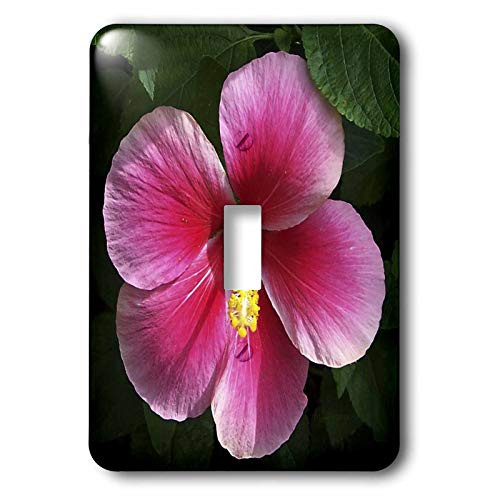 3dRose Lsp_19107_1 Hibiscus Flower Shades Of Pink Single Toggle Switch