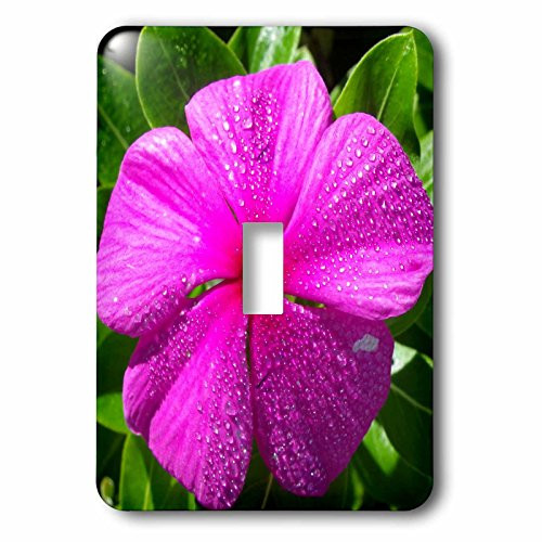 3dRose lsp_63281_1 A small pink flower in a garden Single Toggle Switch