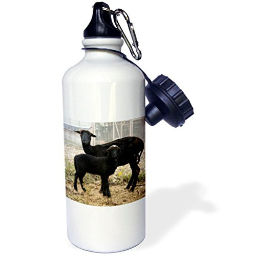 3dRose "Austria Black goats farm animals-EU03 IST0034 Inti St. Clair" Sports Water Bottle 21 oz White 3dRose "Austria Black goats farm animals-EU03 IST0034 Inti St. Clair" Sports Water Bottle 21 oz White