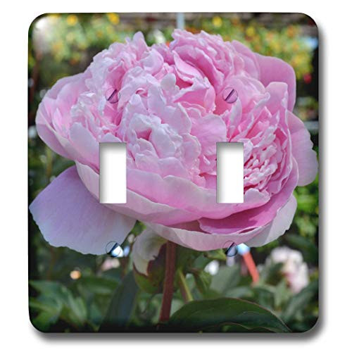 3dRose lsp_27930_2 Pink Peony Floral Toggle Switch  Multi-Color