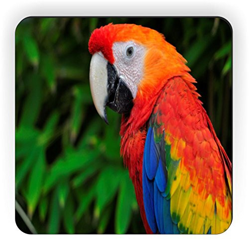 Rikki Knight Red Parrot Design Square Fridge Magnet
