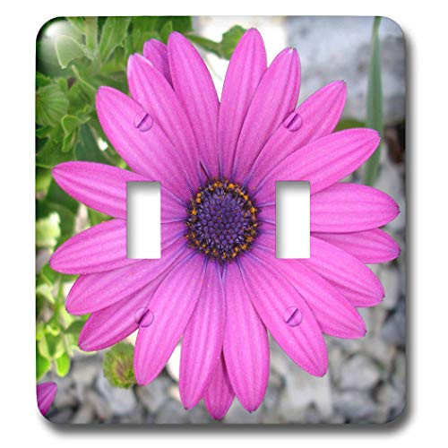3dRose lsp_16947_2 Pink Daisy Toggle Switch