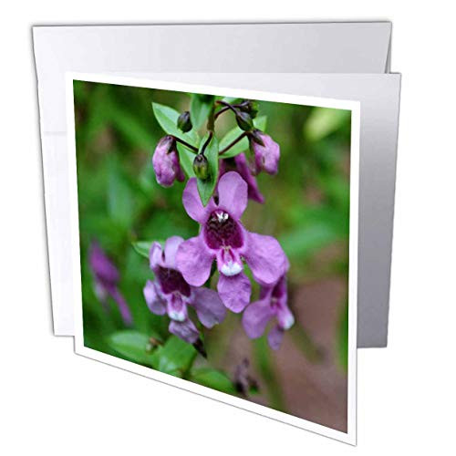 3dRose Purple False Foxglove Looking Flower Greeting Cards  6 x 6 Inches  Set of 6  gc_33067_1