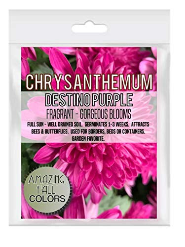 Homegrown Packet Chrysanthemum Seeds  Seeds  Non-GMO Packet  Destino Purple