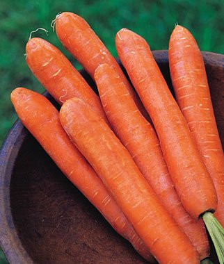 Nantes Half Long Carrot 200 Seeds 8134 Item Upc650348691707