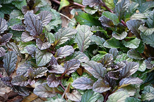 Osaka Purple Mustard Seeds