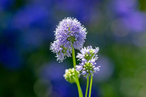 Globe Gilia Flower Seeds 1000 Seeds Per Packet Isla's Garden Seeds Globe Gilia Flower Seeds 1000 Seeds Per Packet Isla's Garden Seeds