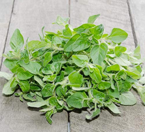 Italian Oregano Herb Seeds  2500 Heirloom Seeds Per Packet  Non GMO Seeds
