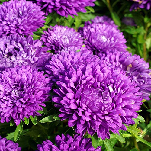 Outsidepride Aster Milady Blue Flower Seed - 1000 Seeds