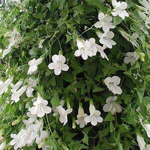 Outsidepride Asarina White Climbing Snapdragon Flowing Vine Seeds - 100 Seeds