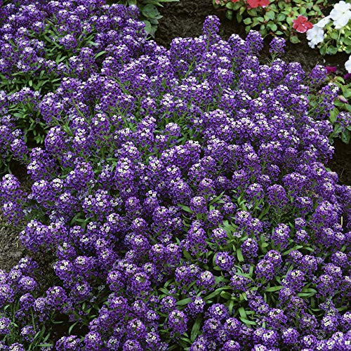Outsidepride Alyssum Violet Queen - 5000 Seeds