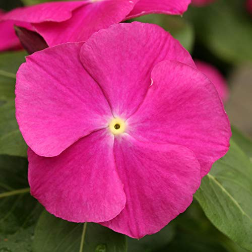 Outsidepride Cobra Purple Eye Vinca Flower Seed - 50 Seeds