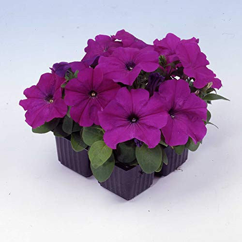 Outsidepride Petunia Multiflora Violet - 250 Seeds