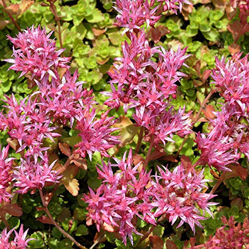 Outsidepride Sedum Purple Carpet - 5000 Seeds