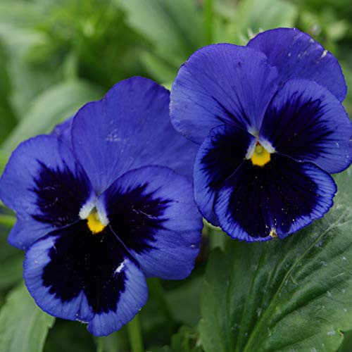 Outsidepride Pansy Ullswater - 1000 Seeds